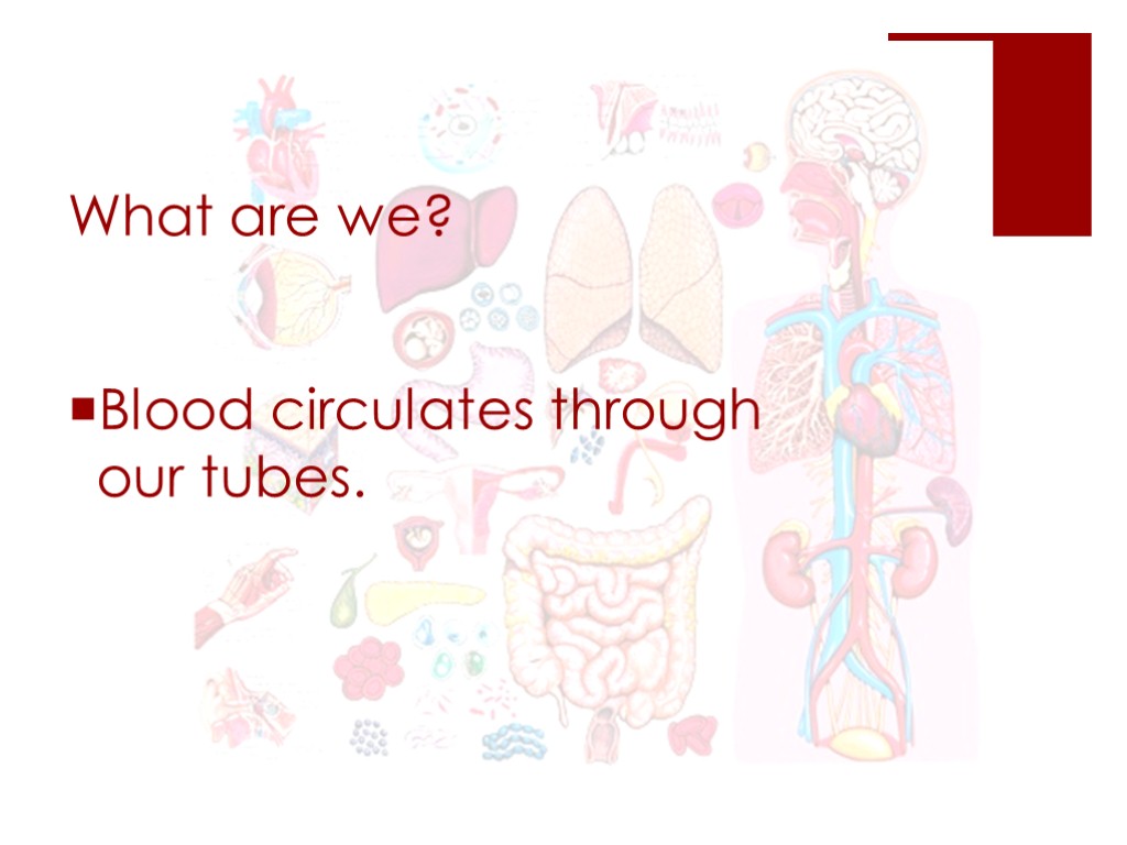 What are we? Blood circulates through our tubes.